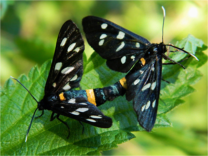 Amata phegea - fehérpettyes álcsüngőlepke