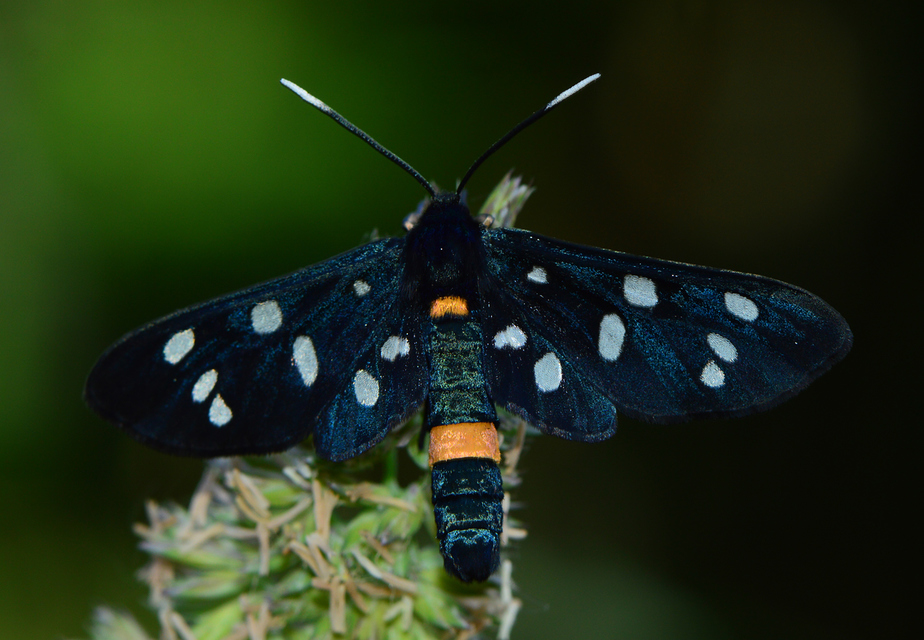 Amata phegea - fehérpettyes álcsüngőlepke