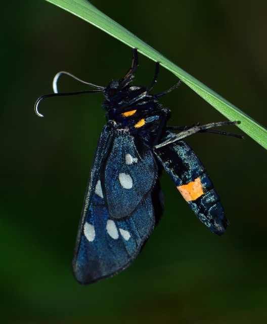 Amata phegea - fehérpettyes álcsüngőlepke