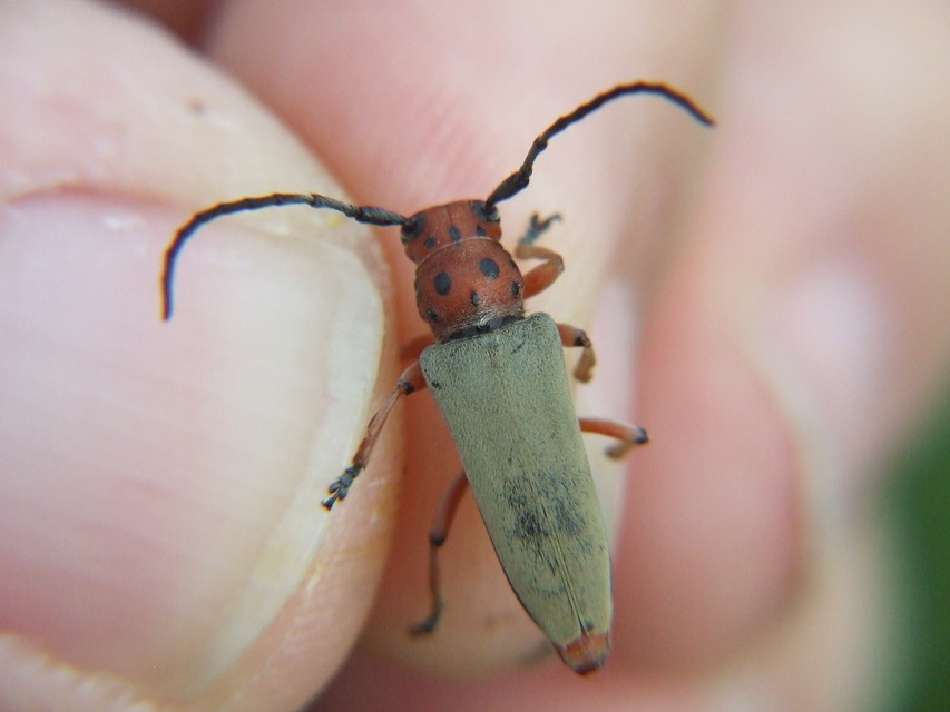 Phytoecia argus - árgusszemű cincér
