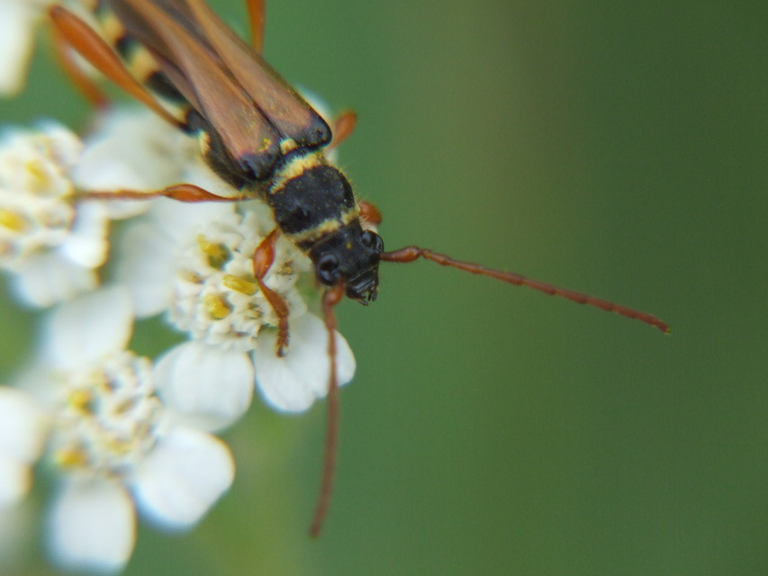 Stenopterus flavicornis - sárgacsápú keskenyfedőscincér