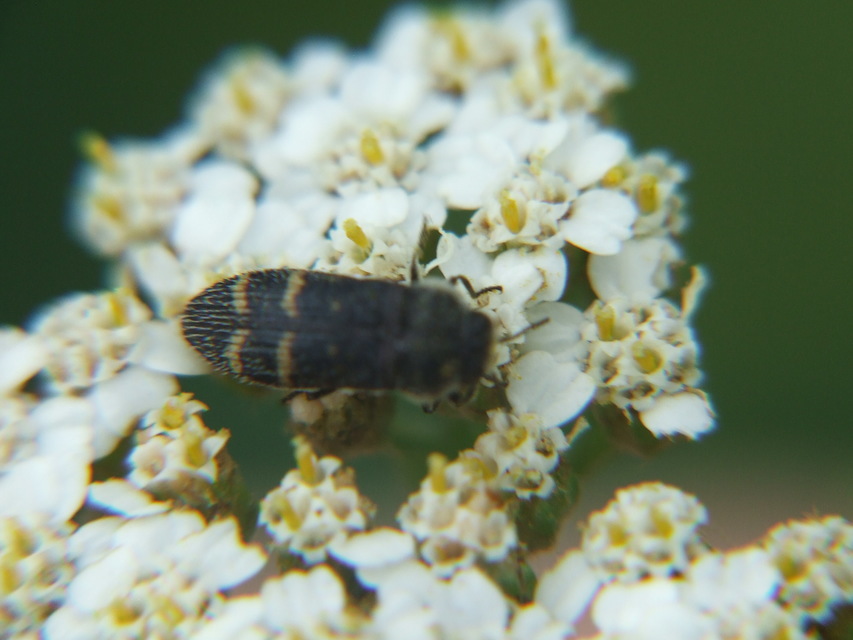 Acmaeoderella flavofasciata - sárgacsíkos zömökdíszbogár