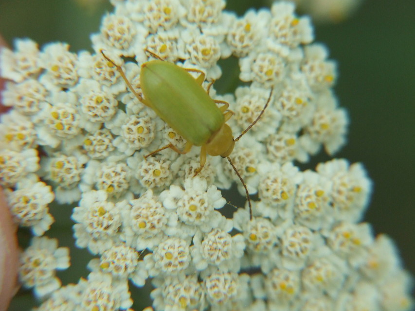 Cteniopus sulphureus - közönséges kénbogár Cteniopus sulphureus - közönséges kénbogár
