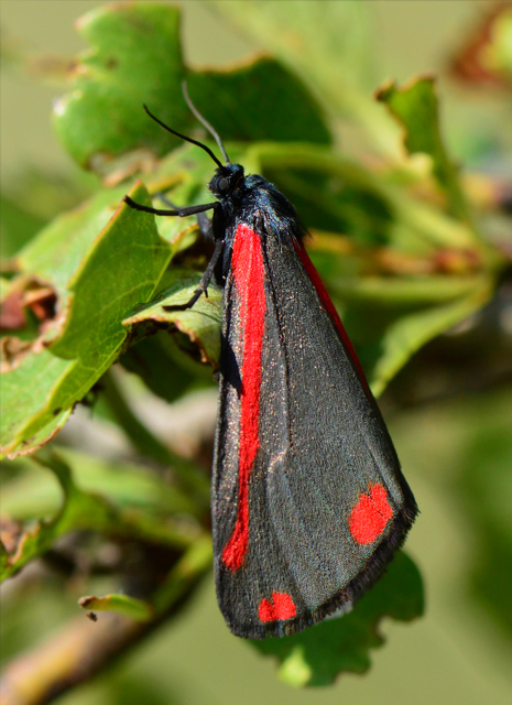 Tyria jacobaeae - jakabfű-medvelepke