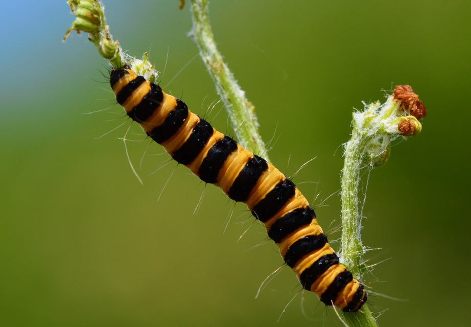 Tyria jacobaeae - jakabfű-medvelepke