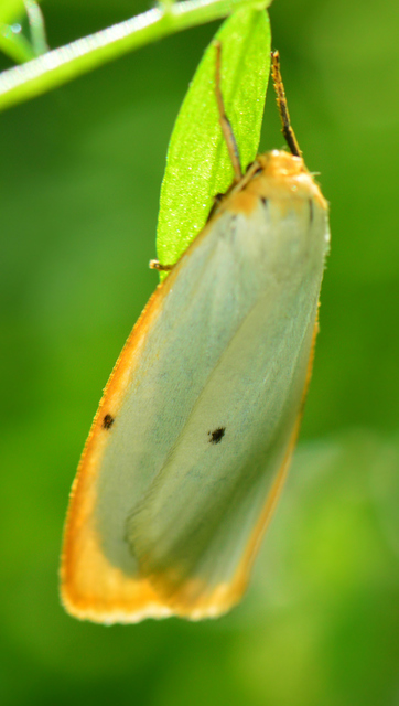 Cybosia mesomella - csontszínű molyszövő