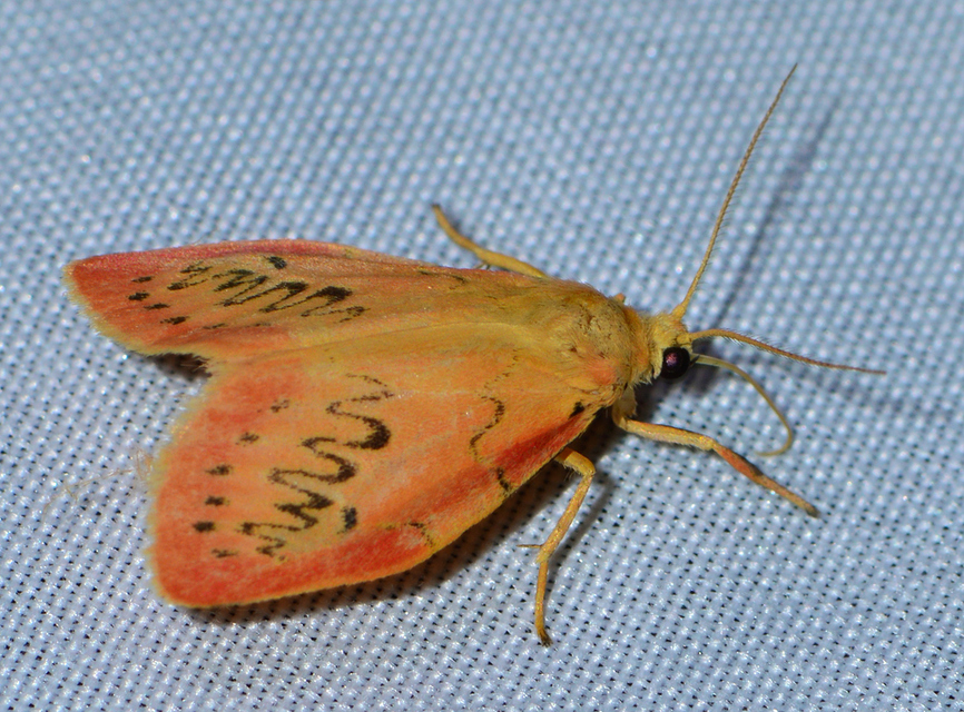 Miltochrista miniata - piros medvelepke