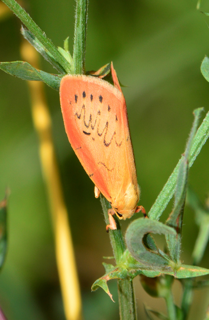 Miltochrista miniata - piros medvelepke