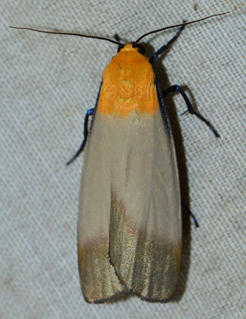 Lithosia quadra - négypettyes zuzmószövő