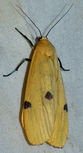 Lithosia quadra - négypettyes zuzmószövő