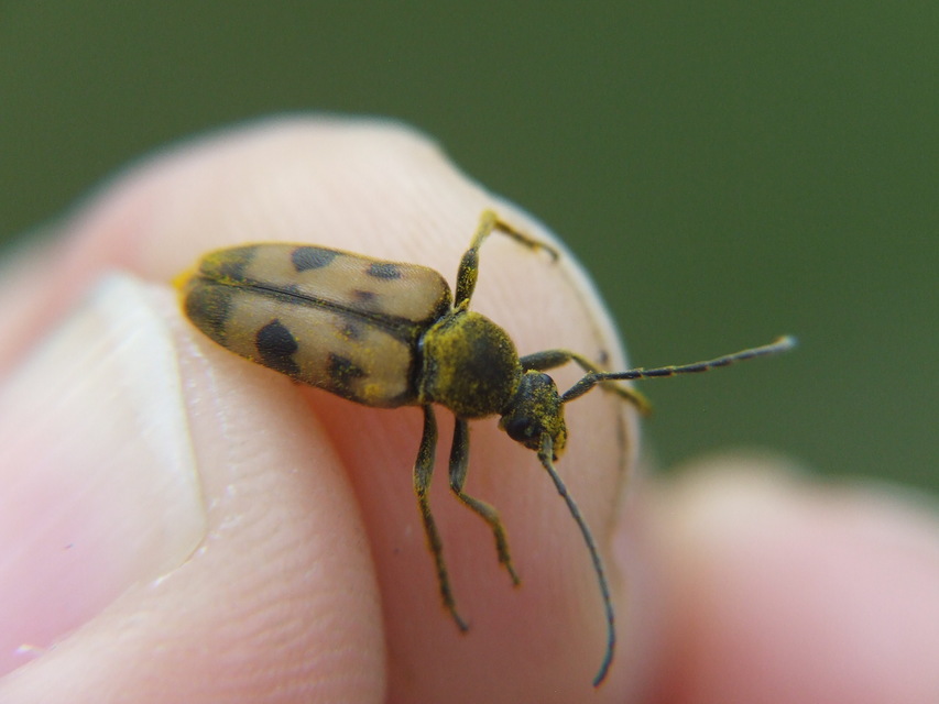 Pachytodes erraticus - rajzos virágcincér