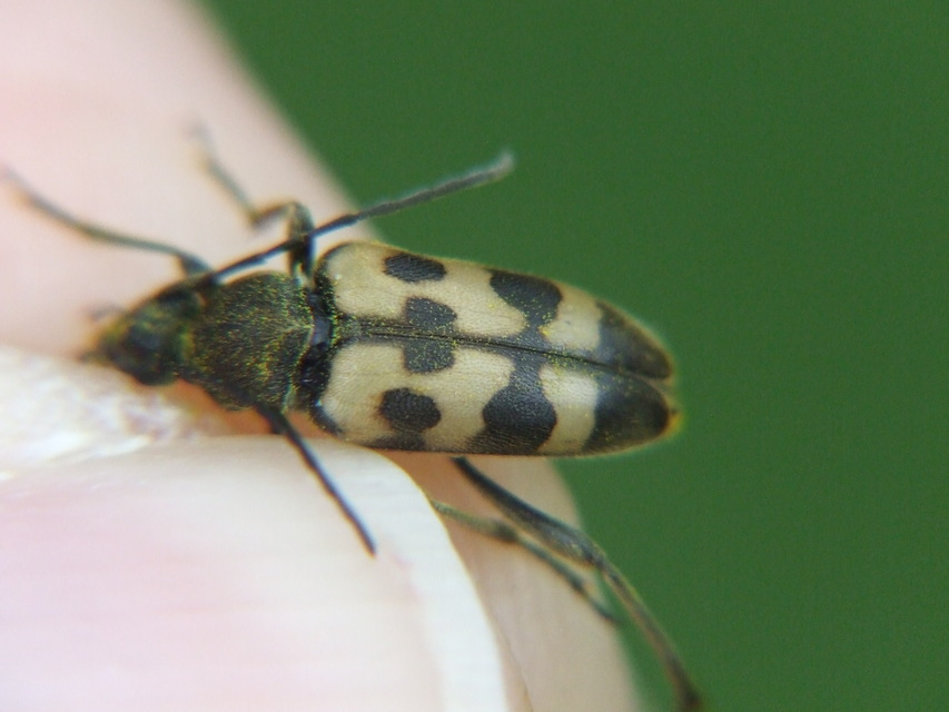 Pachytodes erraticus - rajzos virágcincér