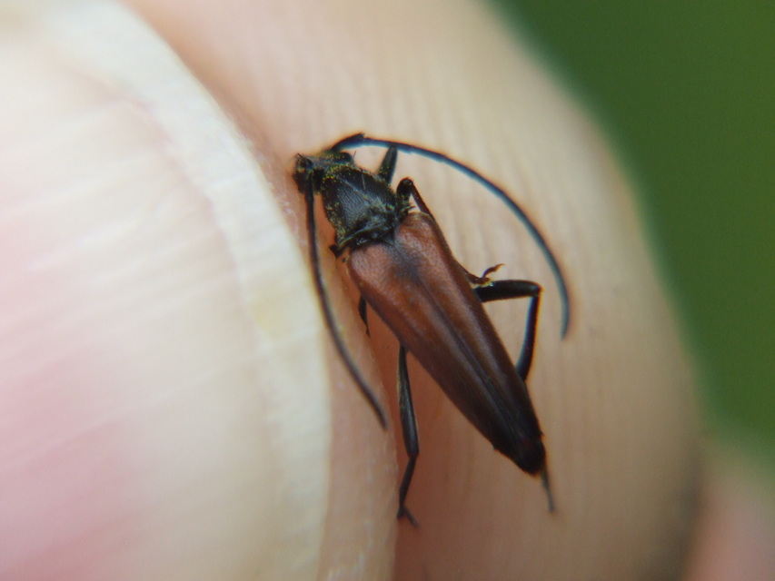 Stenurella melanura - feketevégű karcsúcincér