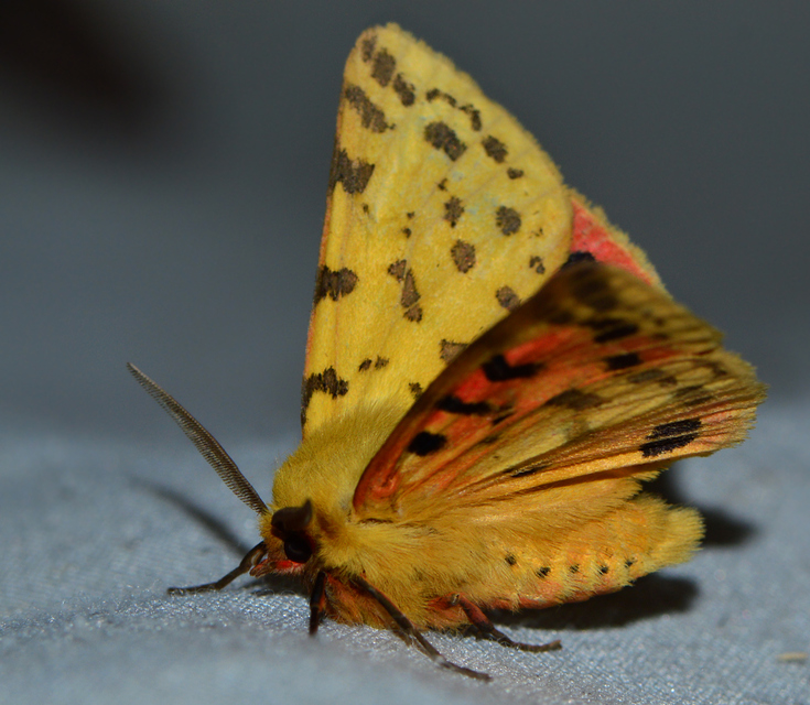 Rhyparia purpurata - bíborszínű medvelepke