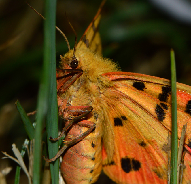 Rhyparia purpurata - bíborszínű medvelepke