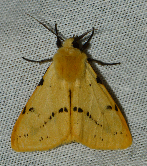 Spilarctia lutea - sárgás medvelepke