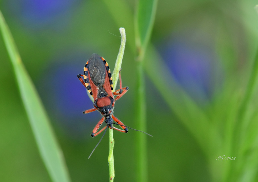Rhynocoris iracundus - közönséges gyilkospoloska