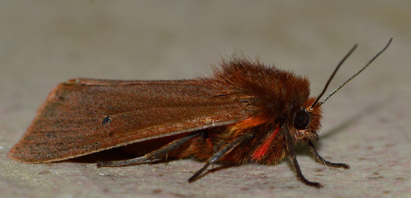 Phragmatobia fuliginosa - füstös medvelepke