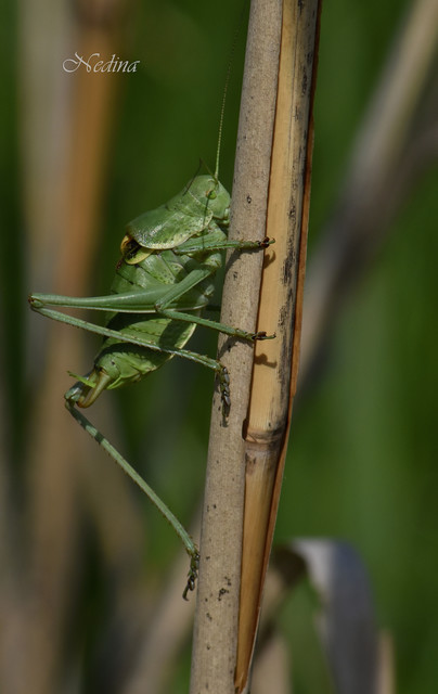Polysarcus denticauda - fogasfarkú szöcske