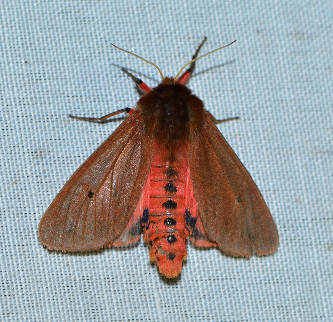 Phragmatobia fuliginosa - füstös medvelepke