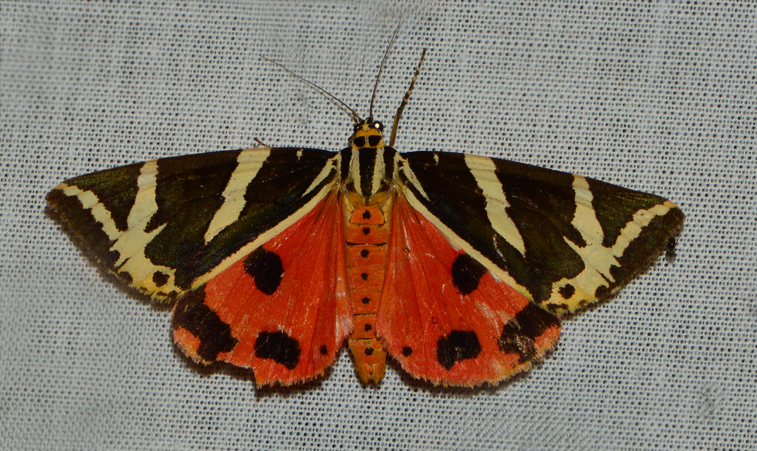 Euplagia quadripunctaria - csíkos medvelepke