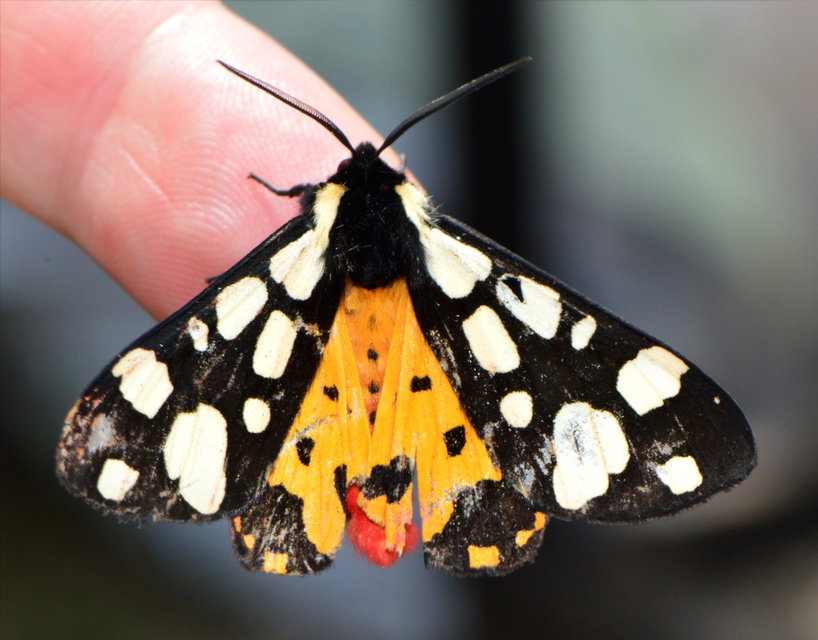 Arctia villica - fekete medvelepke