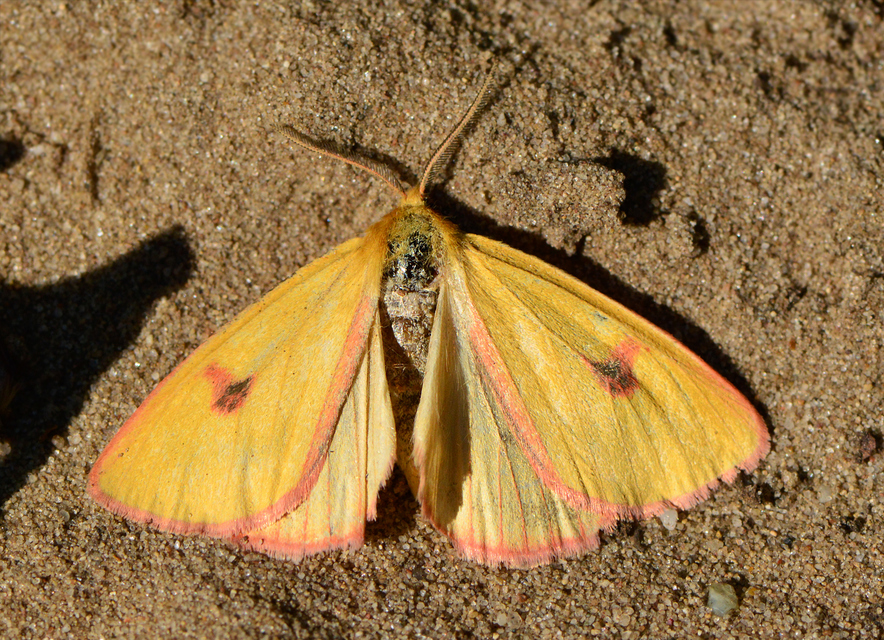 Diacrisia sannio - vörösszélű medvelepke
