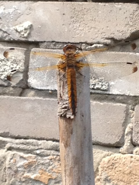 Libellula fulva - kisfoltos laposacsa