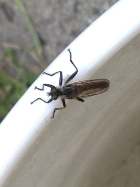 Asilidae - rablólégyfélék