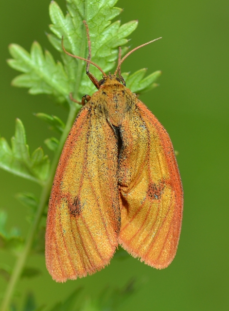 Diacrisia sannio - vörösszélű medvelepke