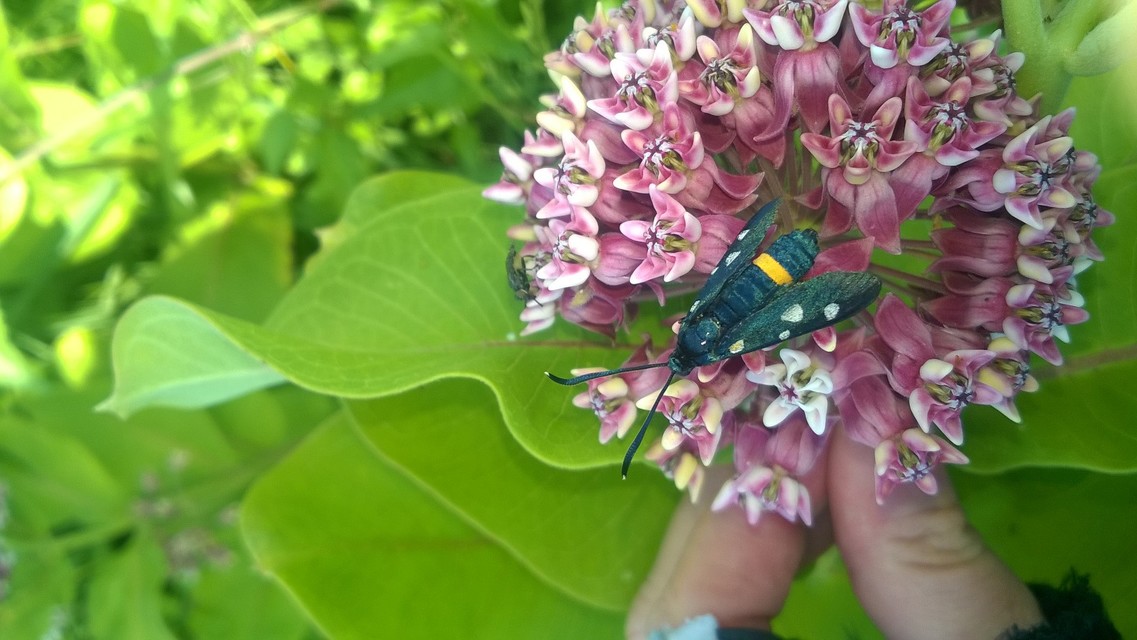 Zygaena ephialtes - változékony csüngőlepke