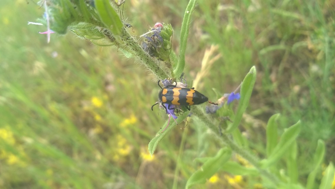 Mylabris variabilis - szalagos hólyaghúzó Mylabris variabilis - szalagos hólyaghúzó
