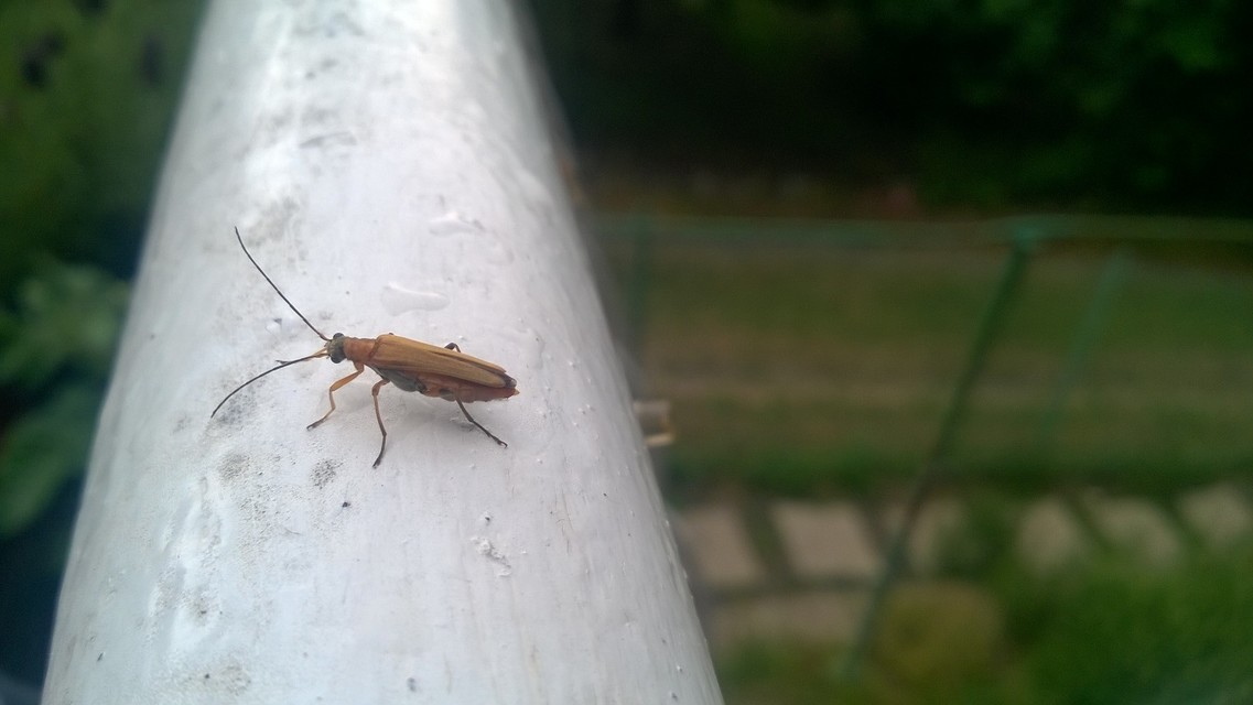 Oedemera podagrariae - székfű-álcincér