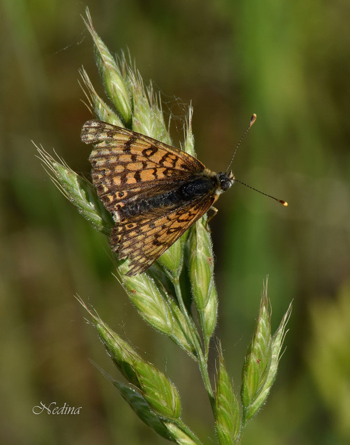 Melitaea cinxia - réti tarkalepke