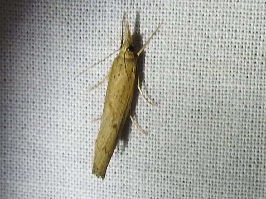 Pediasia contaminella - mocskos fűgyökérmoly