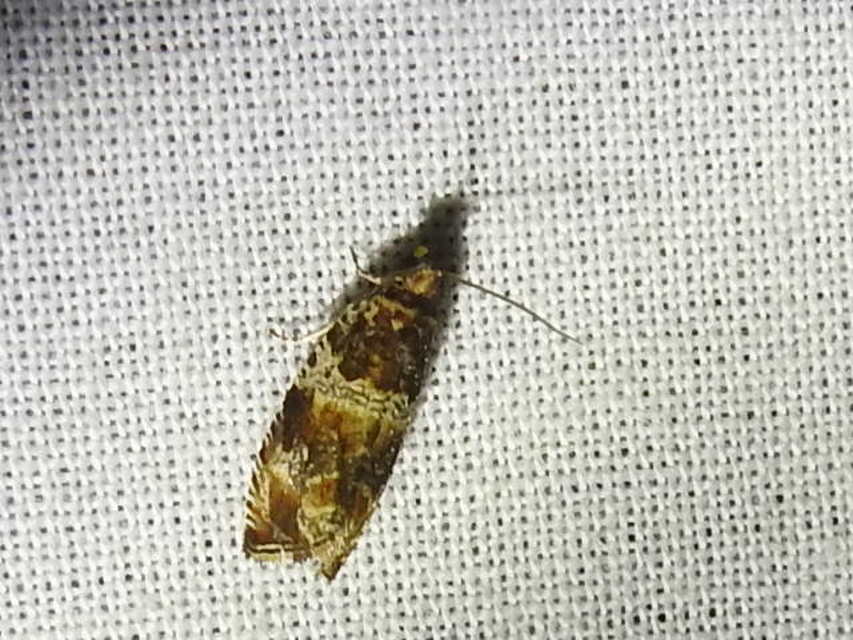 Celypha