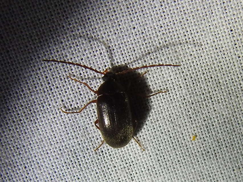 Hymenalia rufipes - rőtlábú alkonybogár
