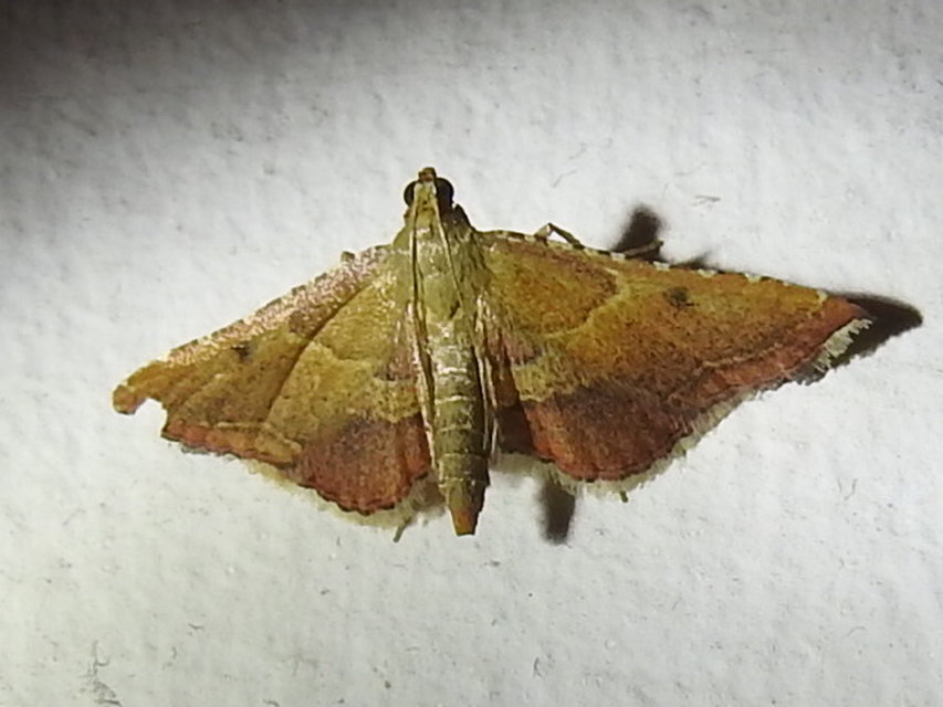 Endotricha flammealis - tüzesszárnyú fényilonca