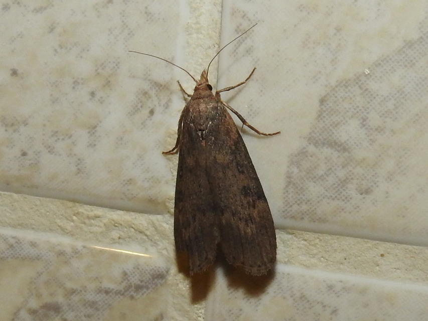 Lamoria anella - törmelékmoly