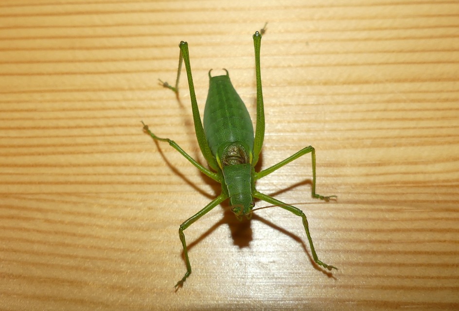 Isophya camptoxypha - kárpáti tarsza