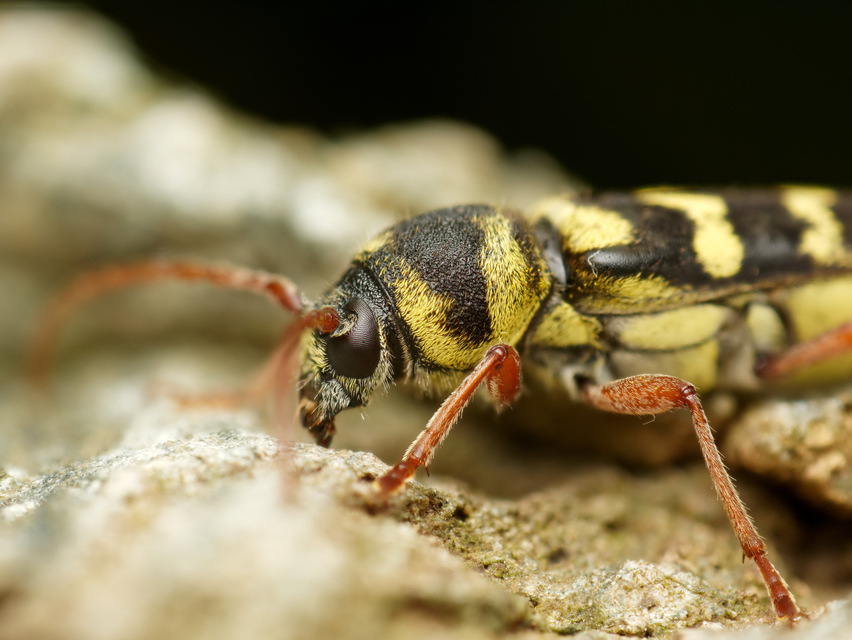 Echinocerus floralis - lucerna-darázscincér