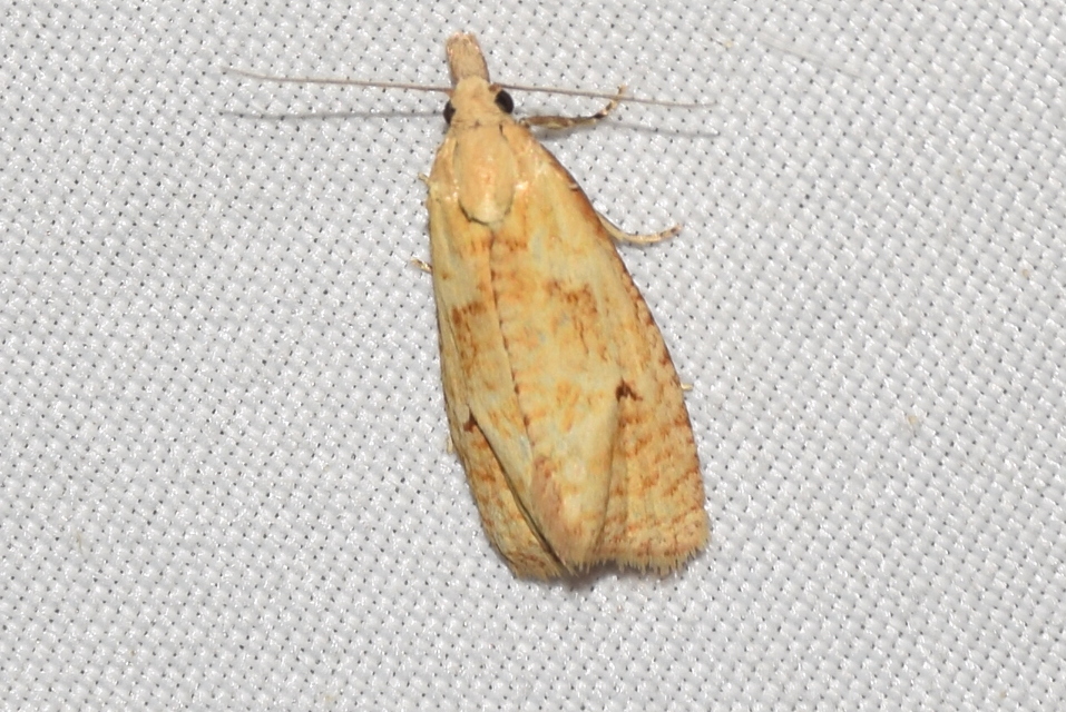 Phtheochroa inopiana - turjáni sárgamoly