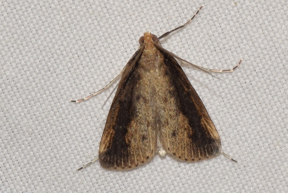Schoenobius gigantella - óriás nádfúrómoly