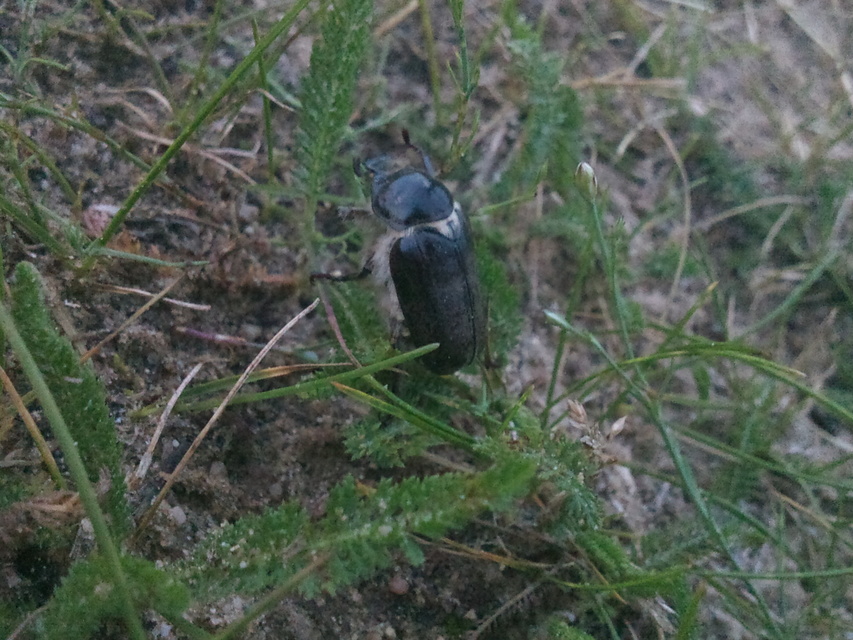Anoxia pilosa - pusztai cserebogár