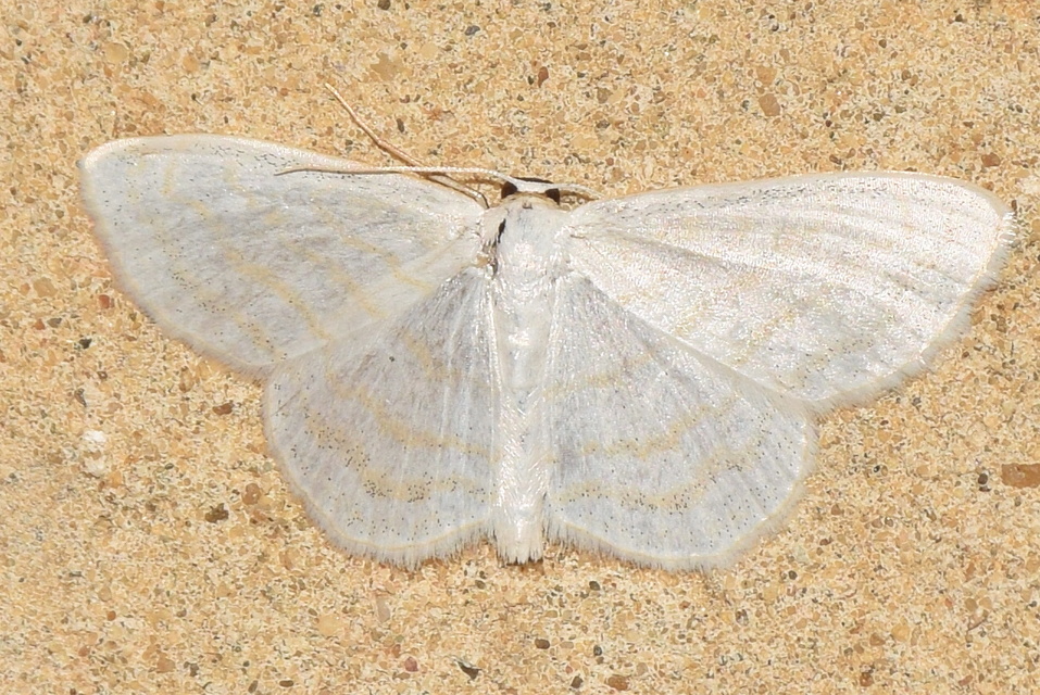 Scopula caricaria - mocsári fehéraraszoló
