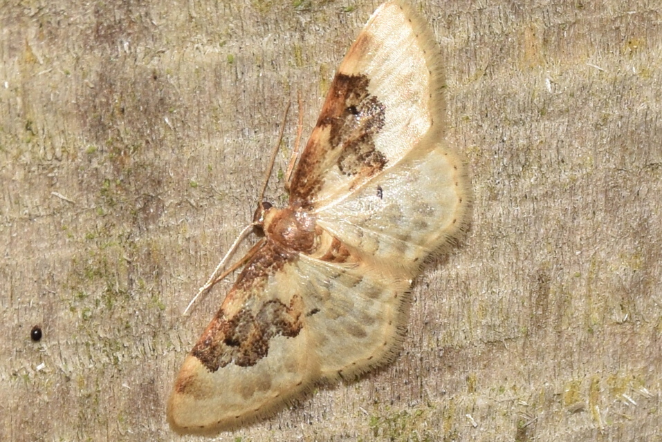 Idaea rusticata - tarka apróaraszoló