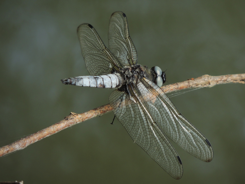 Libellula fulva - kisfoltos laposacsa