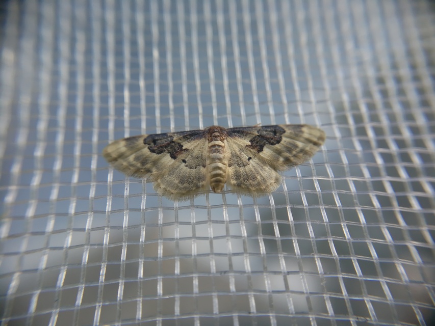 Idaea rusticata - tarka apróaraszoló