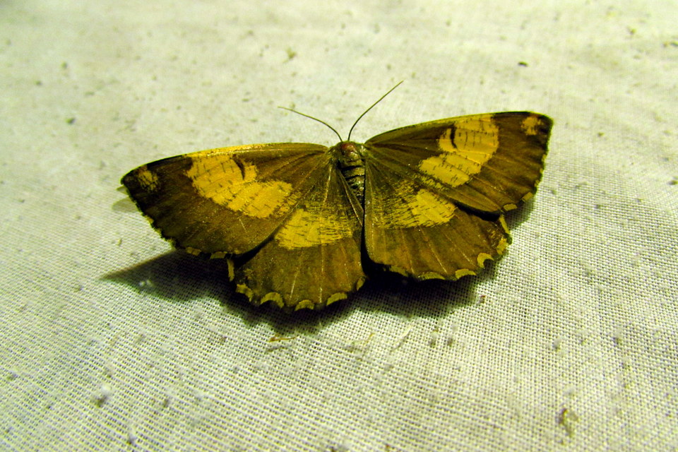 Angerona prunaria - sárga kökényaraszoló