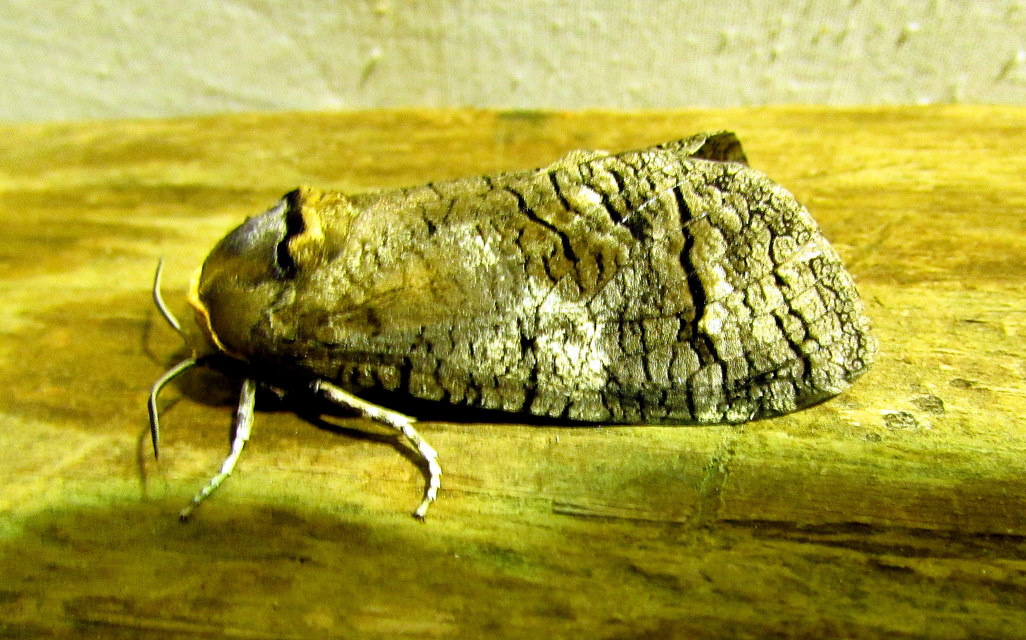 Cossus cossus - fűzfarontólepke